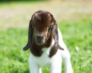 What a baby goat is called