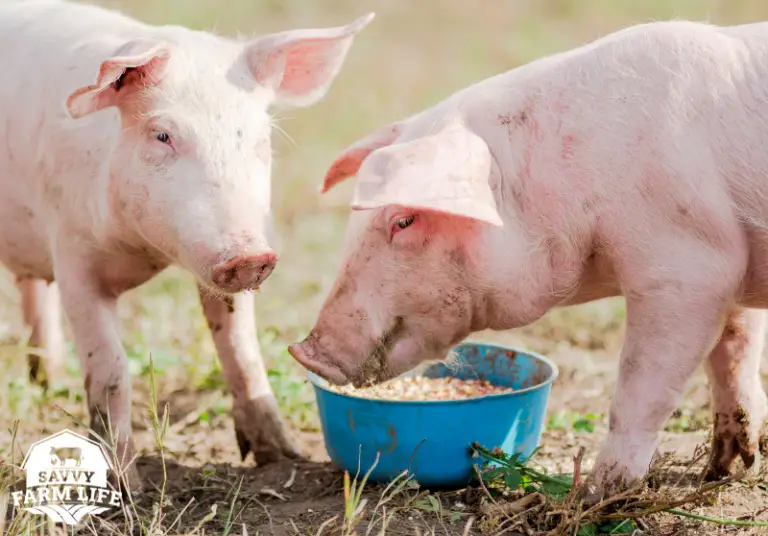 What Pigs Can (And Can’t) Eat Ultimate Guide Savvy Farm Life