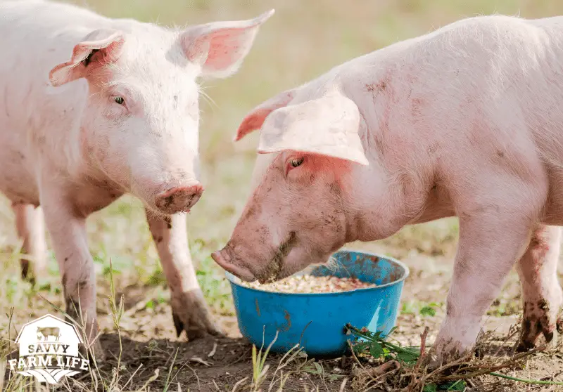 What Pigs Can (And Can’t) Eat Ultimate Guide Savvy Farm Life