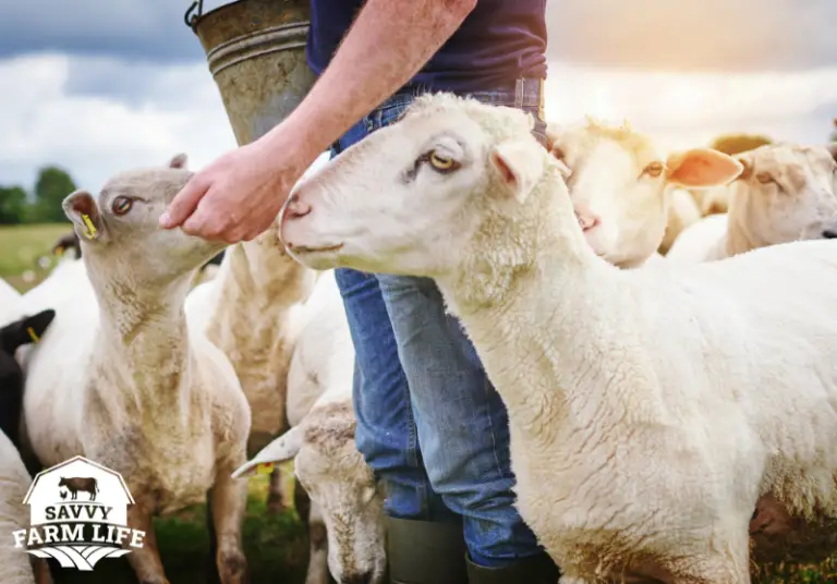 Ultimate List of What Sheep Can (And Can’t) Eat Savvy Farm Life