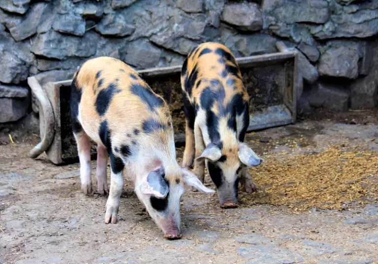 Bacon Pig Breeds 10 Best Pig Breeds For Bacon Savvy Farm Life