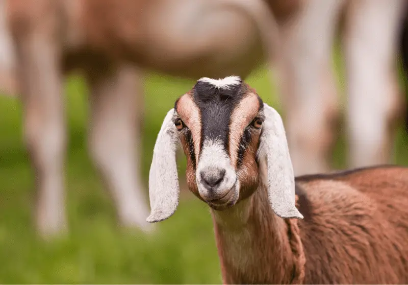 How Goats See Color Spectrum, Range of Vision & More Savvy Farm Life