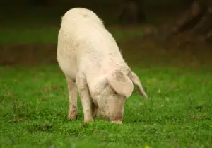 Pig eating in pasture