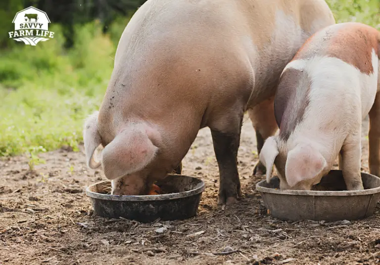 What Pigs Can (And Can’t) Eat Ultimate Guide Savvy Farm Life