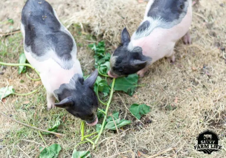 What Pigs Can (And Can’t) Eat Ultimate Guide Savvy Farm Life