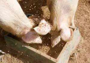 What is the best feed for pigs?