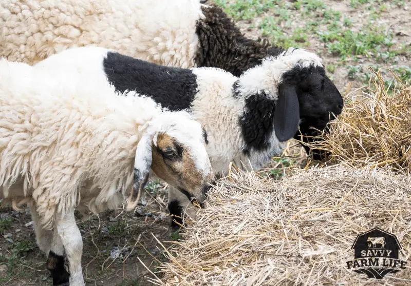 Ultimate List of What Sheep Can (And Can’t) Eat Savvy Farm Life