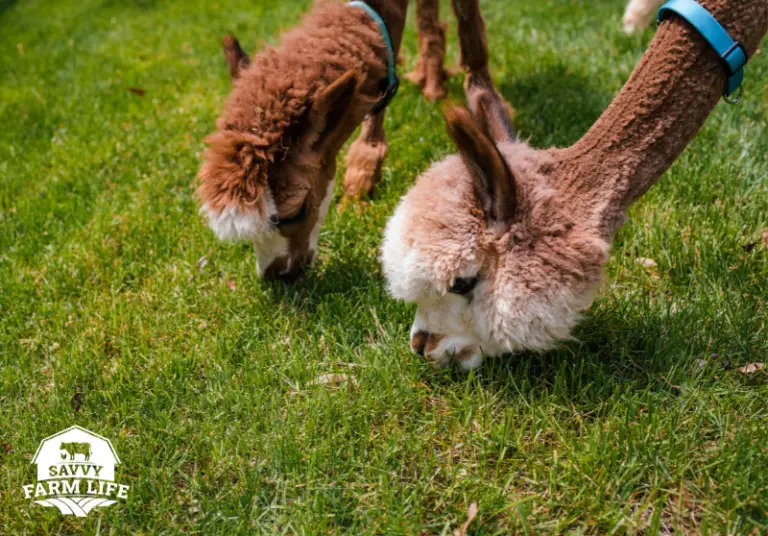 Ultimate Guide To What Alpacas Can (And Can’t) Eat Savvy Farm Life