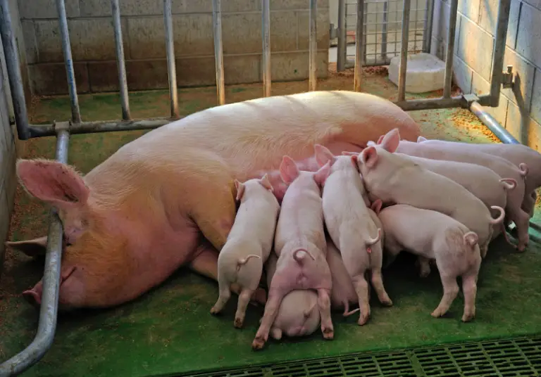 What Is Farrowing In Pigs? Definition & More Savvy Farm Life