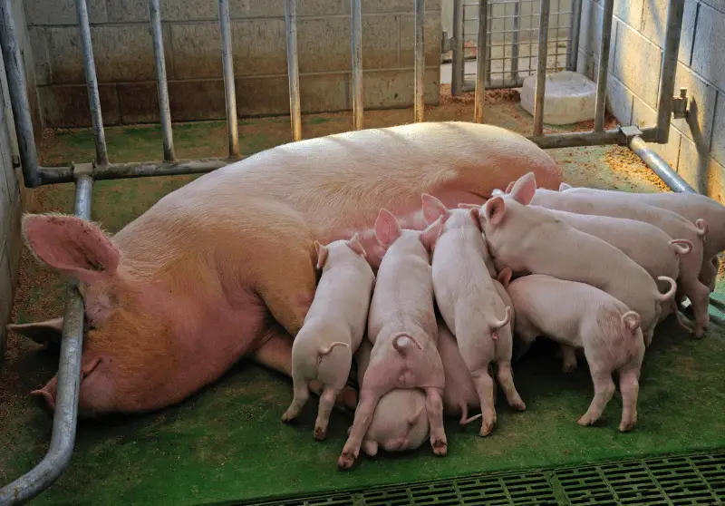 What Is Farrowing In Pigs? Definition & More Savvy Farm Life