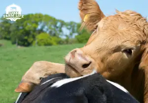 ways cows show affection