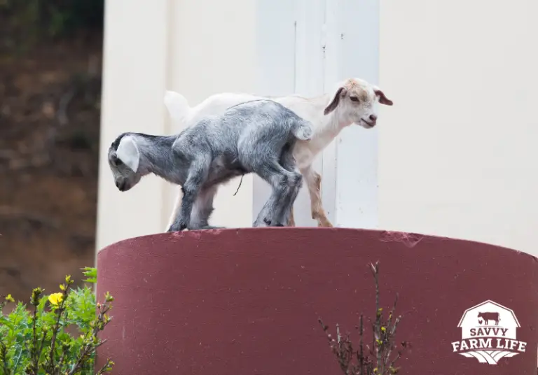 What Do Goats Like To Play With? Fun Goat Toy Ideas Savvy Farm Life
