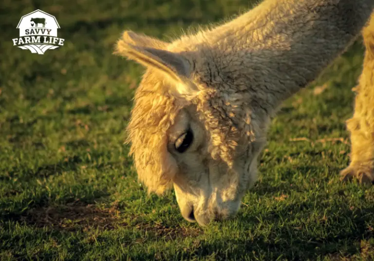 Ultimate Guide To What Alpacas Can (And Can’t) Eat Savvy Farm Life