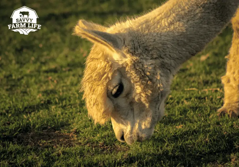 Ultimate Guide To What Alpacas Can (And Can’t) Eat Savvy Farm Life