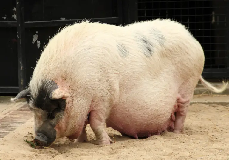 What Is Farrowing In Pigs? Definition & More Savvy Farm Life