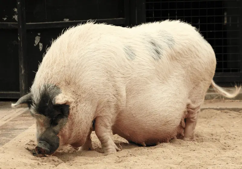 what-is-farrowing-in-pigs-definition-more-savvy-farm-life