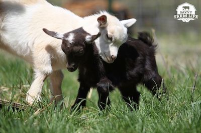 How To Tell If A Goat Is Pregnant: Clear Ways To Tell – Savvy Farm Life