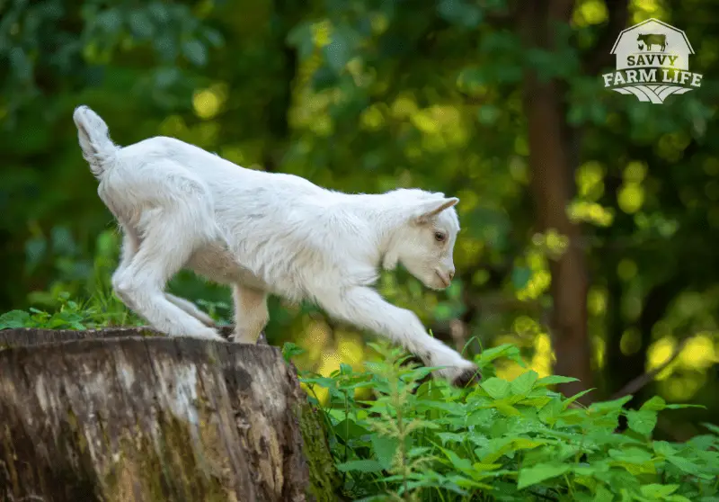 what-do-goats-like-to-play-with-fun-goat-toy-ideas-savvy-farm-life