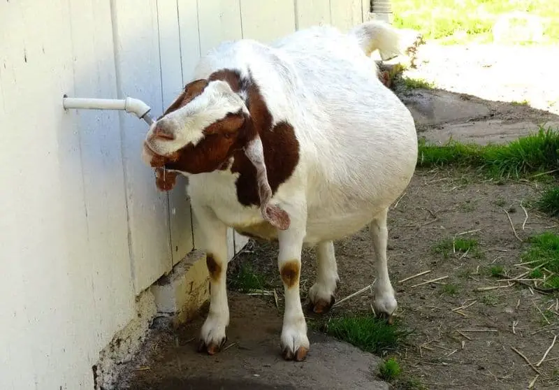 How To Tell If A Goat Is Pregnant Clear Ways To Tell Savvy Farm Life 