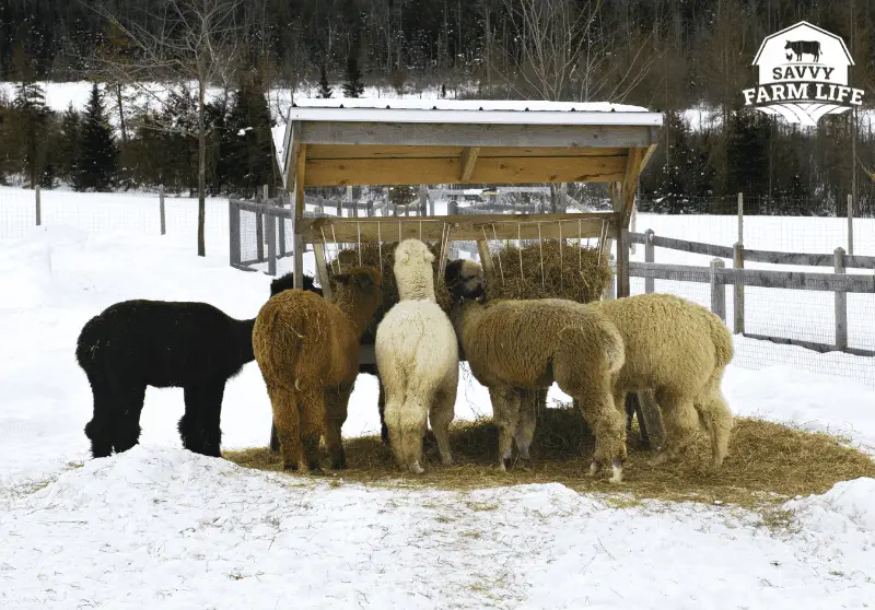 Ultimate Guide To What Alpacas Can (And Can’t) Eat Savvy Farm Life