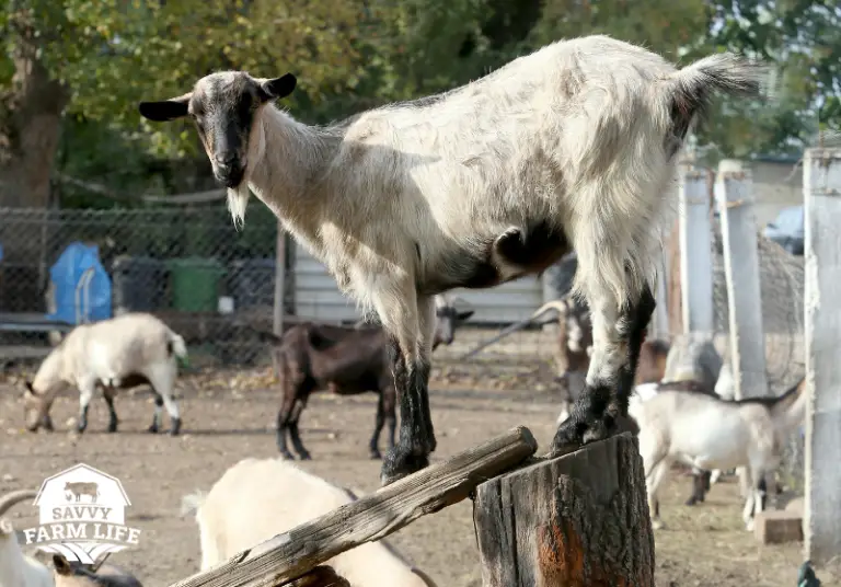 What Do Goats Like To Play With? Fun Goat Toy Ideas Savvy Farm Life