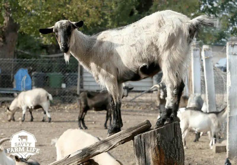 What Do Goats Like To Play With? Fun Goat Toy Ideas Savvy Farm Life