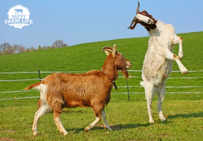 What Do Goats Like To Play With? Fun Goat Toy Ideas Savvy Farm Life