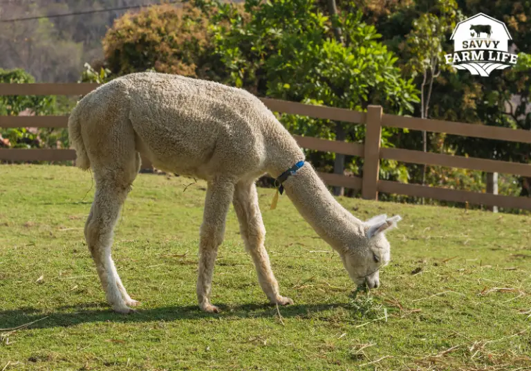 Ultimate Guide To What Alpacas Can (And Can’t) Eat Savvy Farm Life