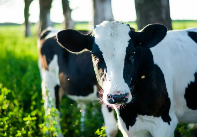 How Much Does It Cost To Buy A Cow? Savvy Farm Life