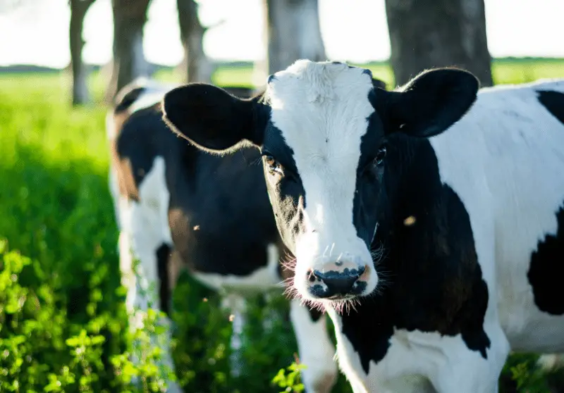 How Much Does It Cost To Buy A Cow? Savvy Farm Life