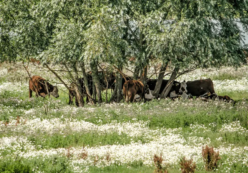 How Much Does It Cost To Buy A Cow? Savvy Farm Life