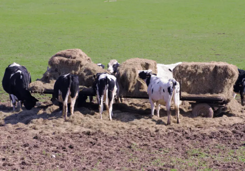 How Much Does It Cost To Buy A Cow? Savvy Farm Life