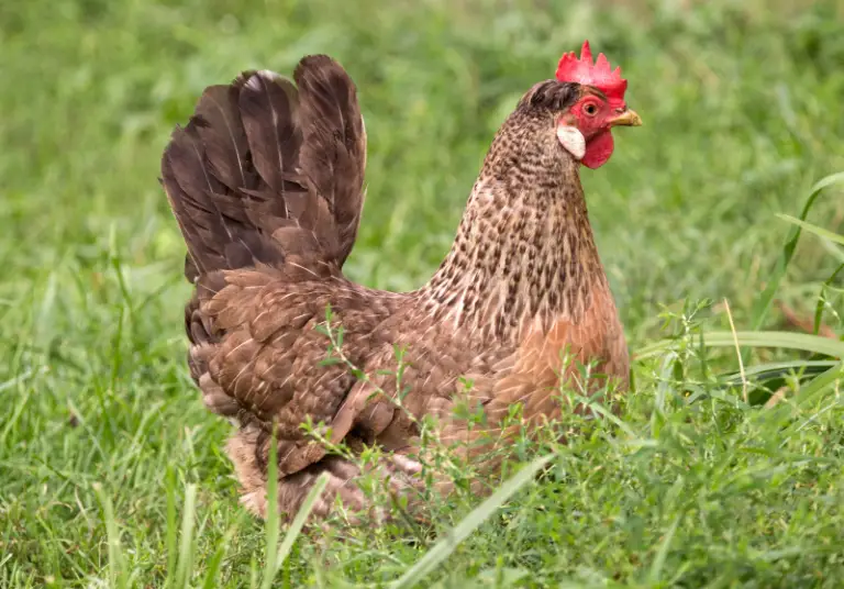 Chickens That Lay Green Eggs: Top 10 Breeds – Savvy Farm Life
