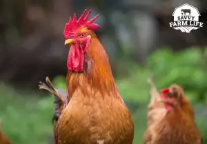 Can you eat a rooster?