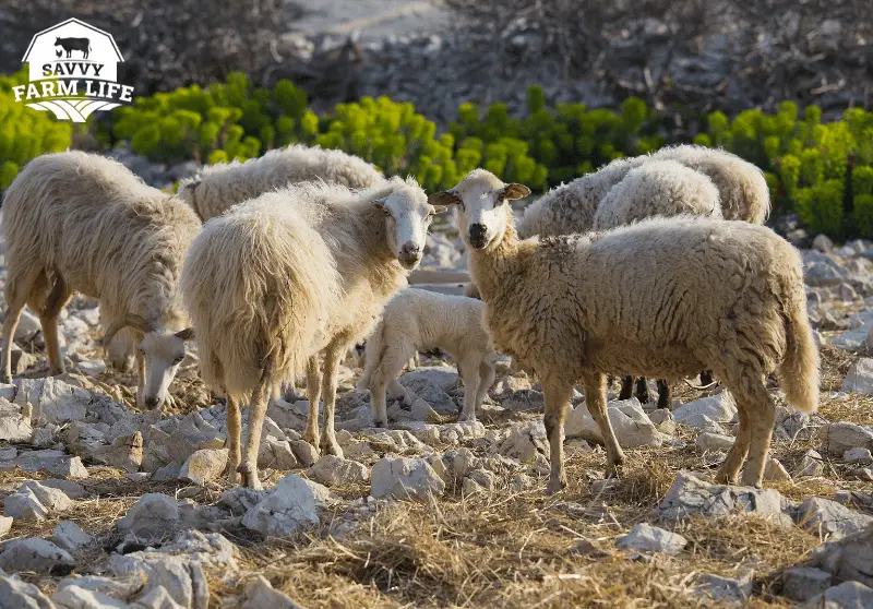 Sheep Tails 101 What You Should Know Savvy Farm Life