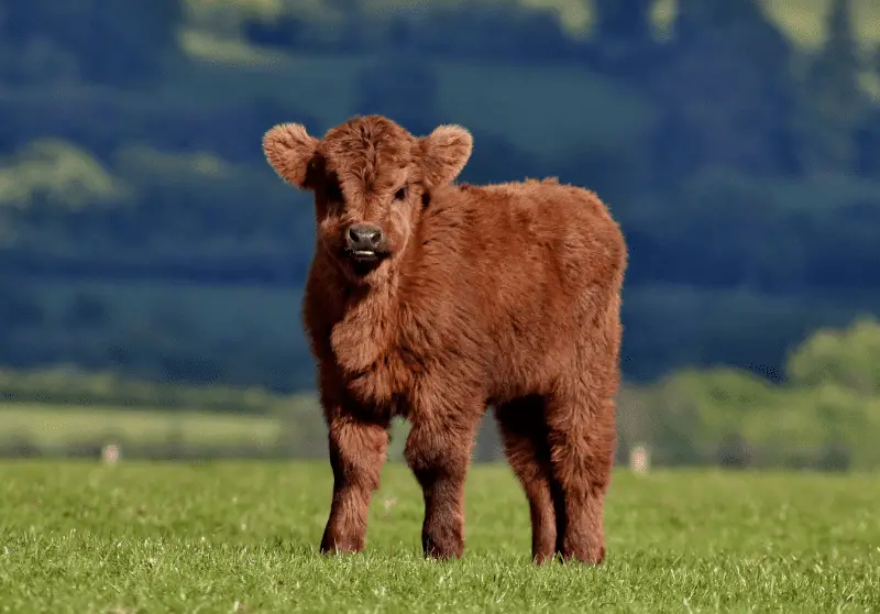 How Much Does It Cost To Buy A Cow? Savvy Farm Life