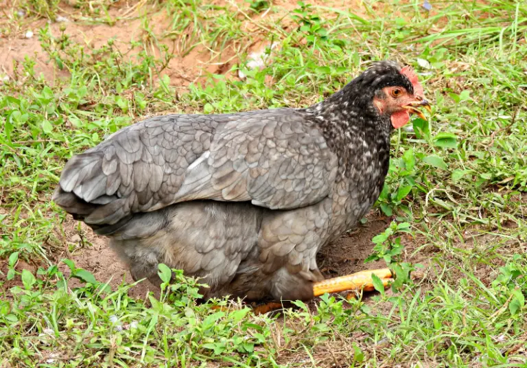 Chickens That Lay Green Eggs Top 10 Breeds Savvy Farm Life