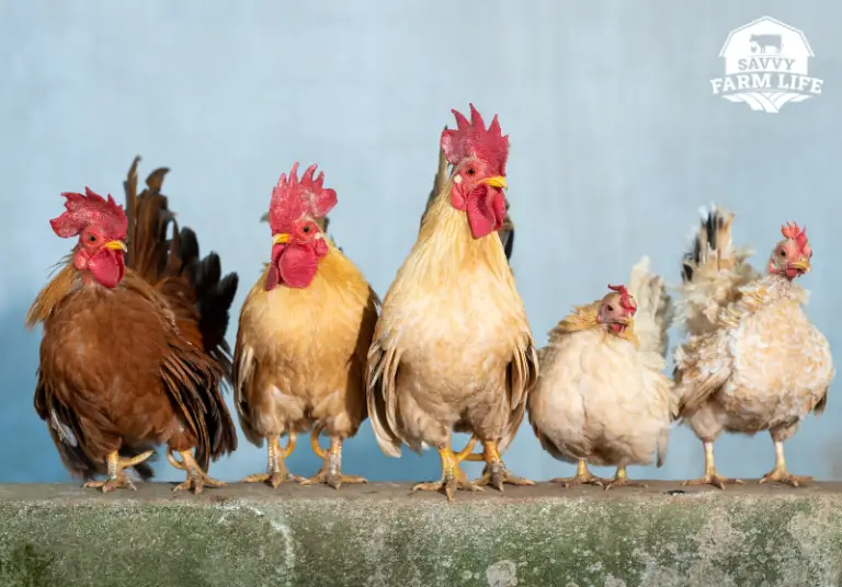 Do Roosters Lay Eggs? Complete Guide Savvy Farm Life
