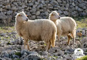 what to know about sheep tails