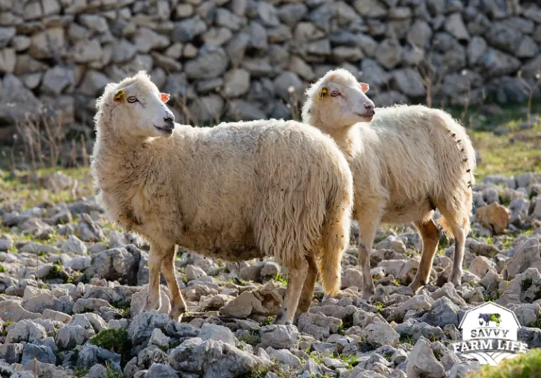 Sheep Tails 101 What You Should Know Savvy Farm Life