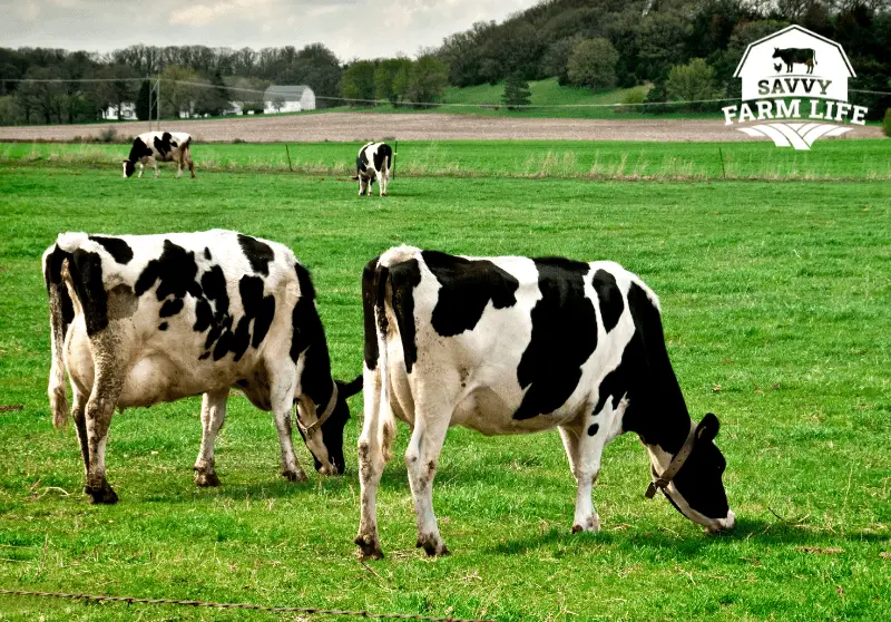 How Much Does It Cost To Butcher A Cow Or Steer? Savvy Farm Life