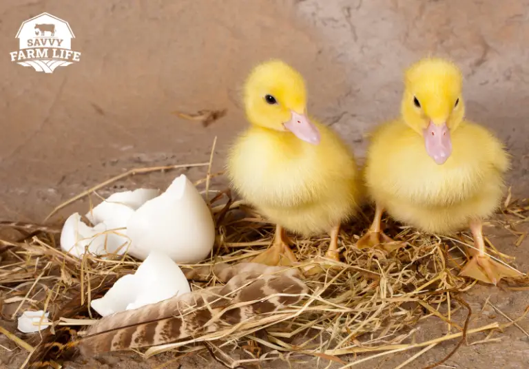 What A Baby Duck Is Called (And Other Fun Facts) Savvy Farm Life