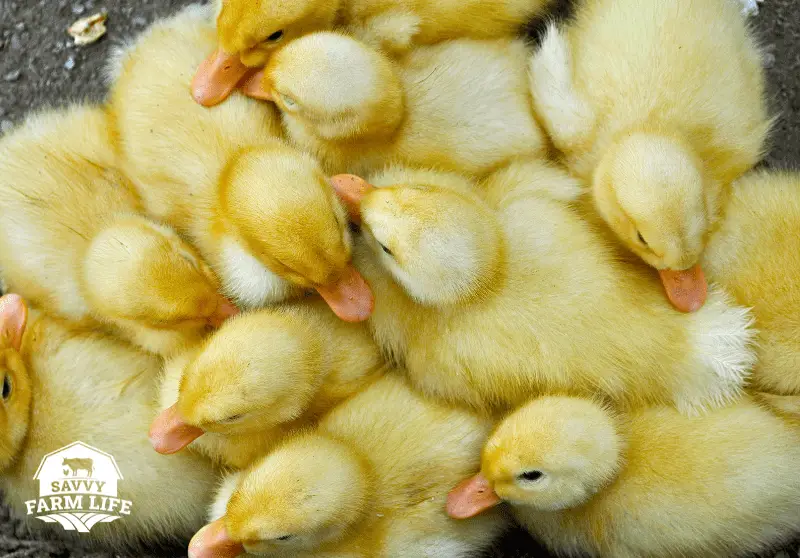 What A Baby Duck Is Called (And Other Fun Facts) Savvy Farm Life