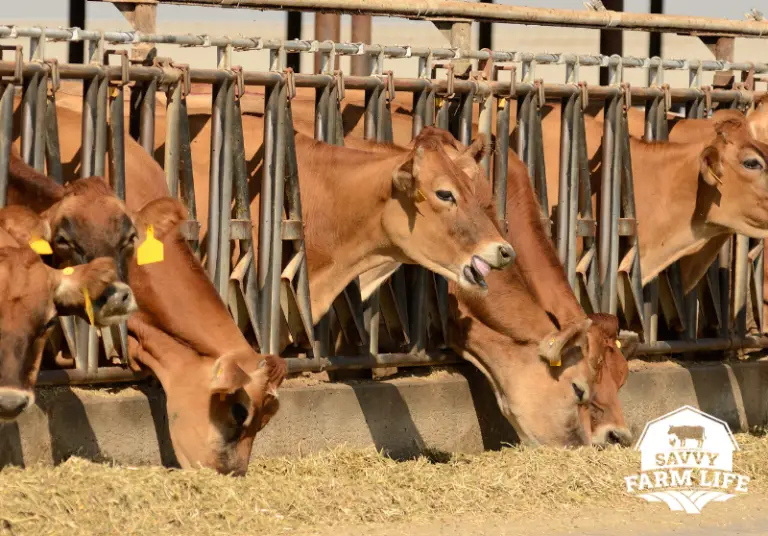 How Much Does It Cost To Butcher A Cow Or Steer? Savvy Farm Life