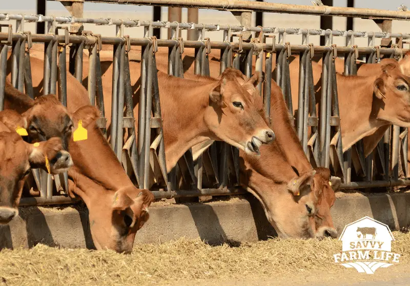 How Much Does It Cost To Butcher A Cow Or Steer? Savvy Farm Life
