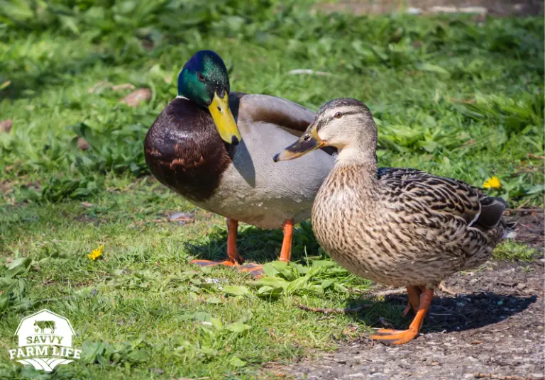 How Do Ducks Mate Quick Guide To Duck Mating Savvy Farm Life 