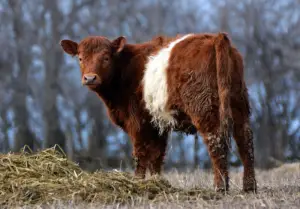 brown and white cow breeds