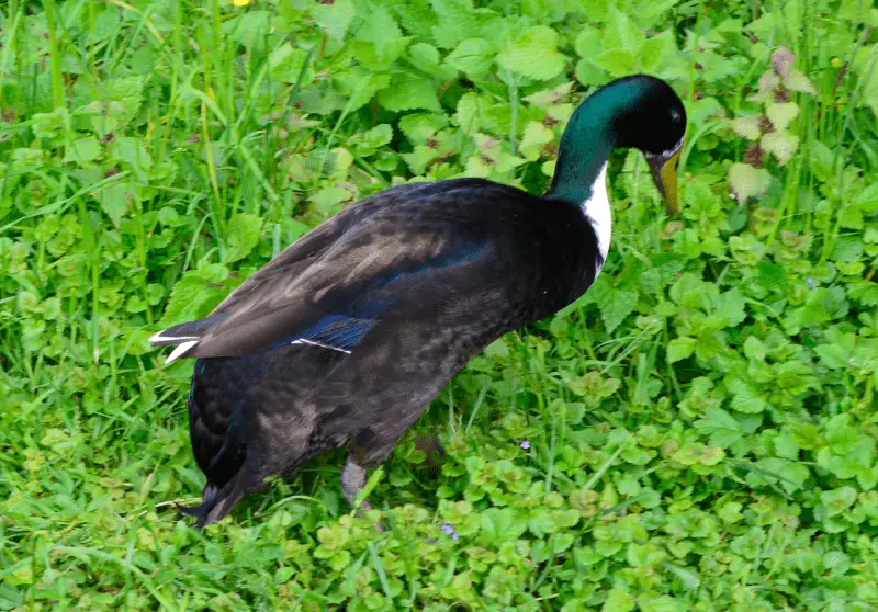 10 Incredible Black & White Duck Breeds (With Pictures) Savvy Farm Life