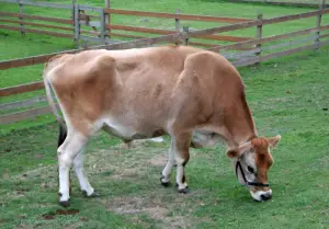 Brown and white cow