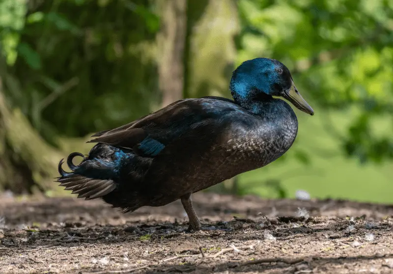 15 Different Types Of Ducks (With Pictures) – Savvy Farm Life